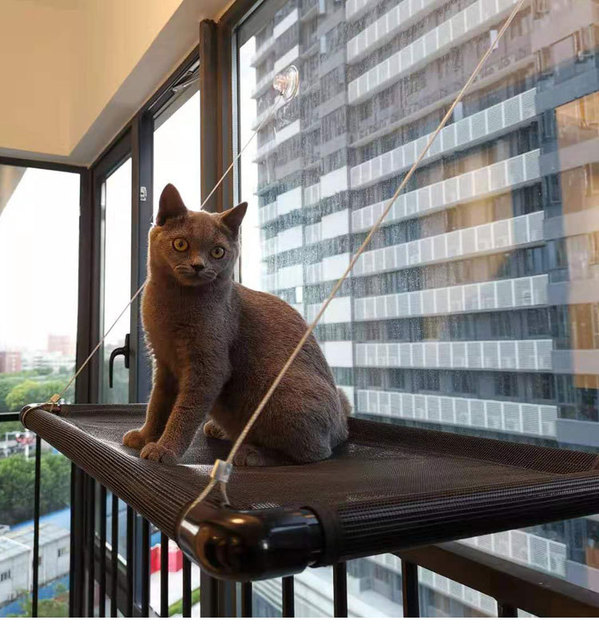 Okno dla kota przyssawka do ściany - hamak z hamakiem i łóżkiem słonecznym o maksymalnej wytrzymałości 55 lbs - Wianko - 6