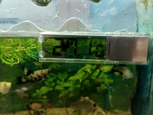 Termometr do akwarium 3D LCD z wodoodpornym wyświetlaczem cyfrowym - miernik temperatury dla ryb i żółwi - Wianko - 6