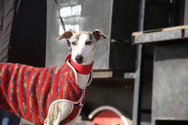 Ciepły polarowy sweter dla psa - wyścigowy ubranko dla Whippet Greyhound o jakim informowano - Wianko - 1