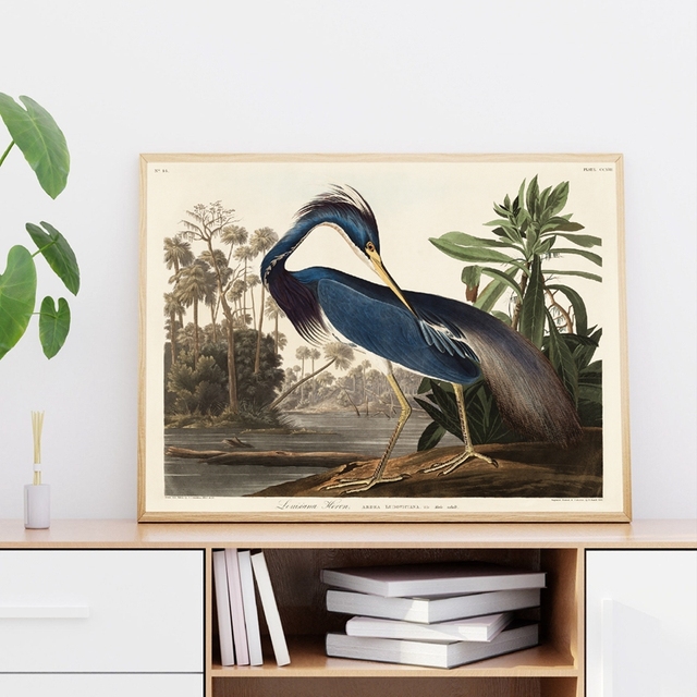 Malarstwo: Luizjana czapla z ptaków amerykańskich - obraz na płótnie z motywem zwierząt przyrody do dekoracji wnętrz kuchni i domu - Wianko - 2