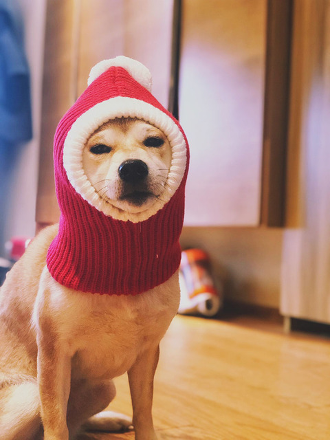 Zimowa czapka świąteczna dla psa - ciepła, mała, dla małych i średnich psów - Wianko - 4