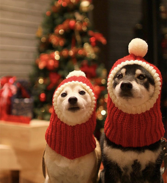 Zimowa czapka świąteczna dla psa - ciepła, mała, dla małych i średnich psów - Wianko - 2