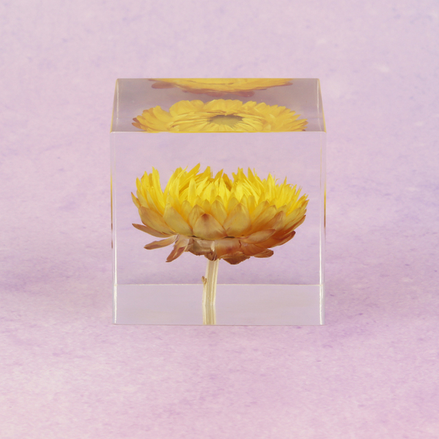 Figurka Róży z żywicy Daisy Cube - kryształowy dmuchawiec w naturalnym wzorze roślin, prezent świąteczny z drewnianym pudełkiem - Wianko - 7