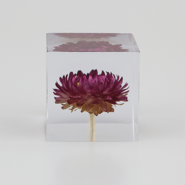 Figurka Róży z żywicy Daisy Cube - kryształowy dmuchawiec w naturalnym wzorze roślin, prezent świąteczny z drewnianym pudełkiem - Wianko - 9
