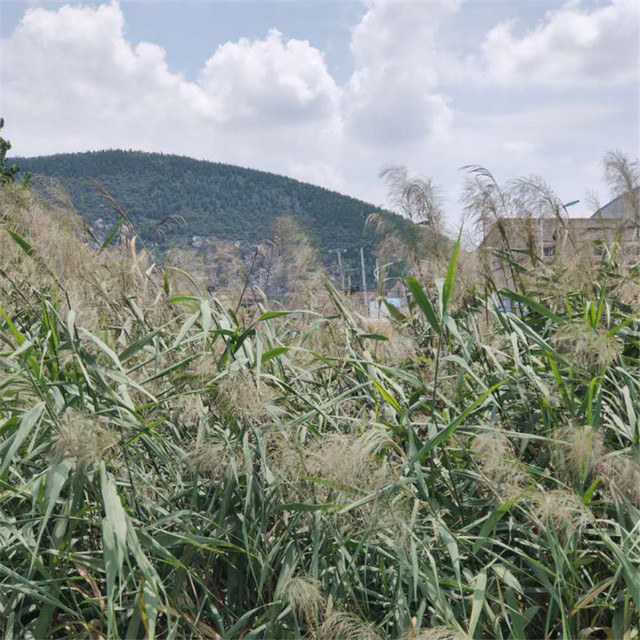 Pęczek suszonych kwiatów pampas – 10 sztuk - Wianko - 7