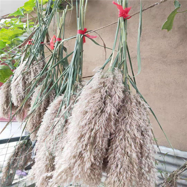 Pęczek suszonych kwiatów pampas – 10 sztuk - Wianko - 9