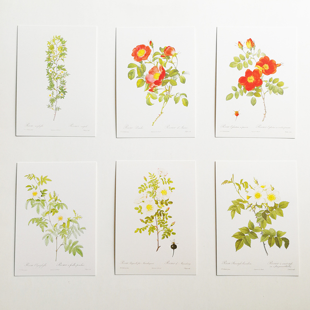 Wizytownik z 32 sztukami Rose pocztówki Les Roses Pierre-Joseph Redoute 153 x110mm - Wianko - 6