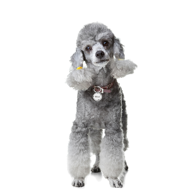 Personalizowany grawerowany identyfikator dla psa - wisiorek na obrożę z darmowym grawerowaniem, dla kotów i szczeniąt, zapobiegający zgubieniu - Wianko - 5