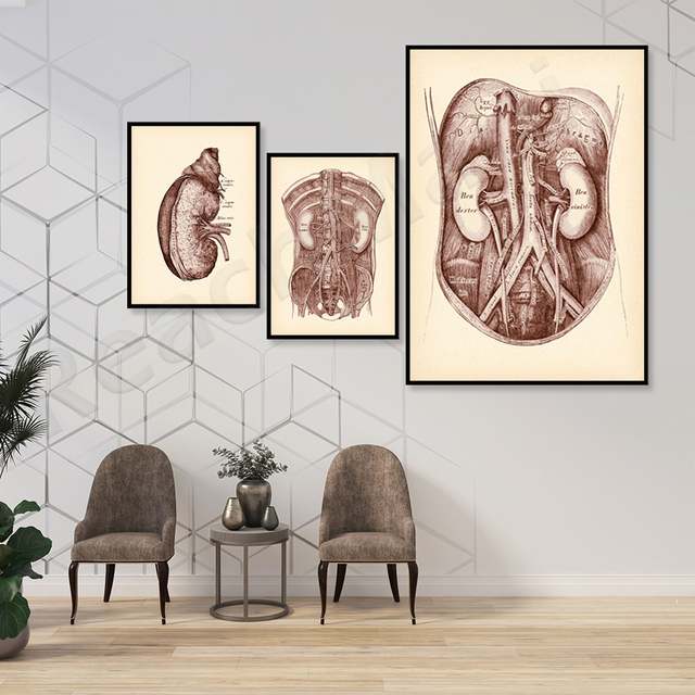 Malarstwo nefrologiczne: Anatomia nerek retro, układ moczowy, sztuka medyczna - Wianko - 4