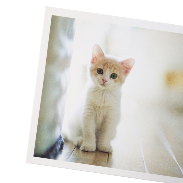 28 sztuk/partia Pocztówek Vintage z uroczymi kotami - piękna seria kartek z życzeniami na Nowy Rok - Wianko - 9