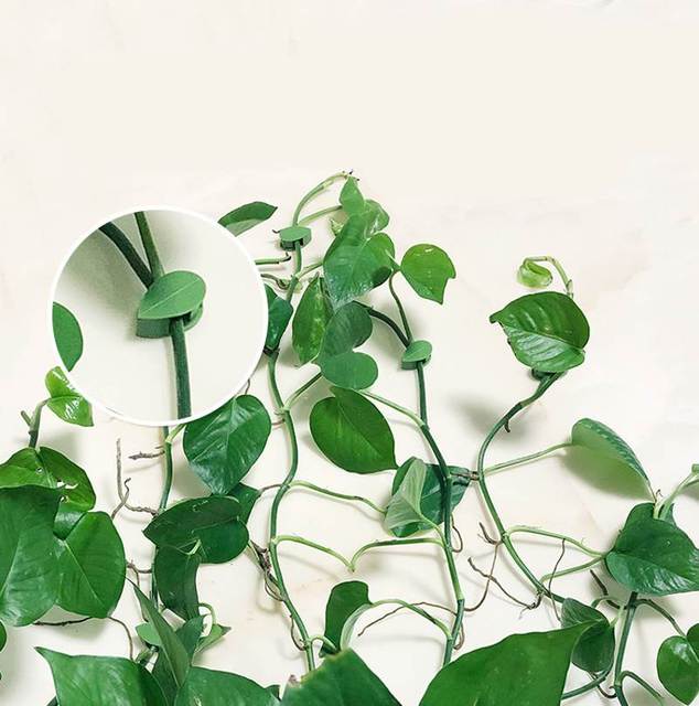 Wspornik rośliny niewidzialna ściana rattanowa klip - 10 sztuk - Wianko - 6