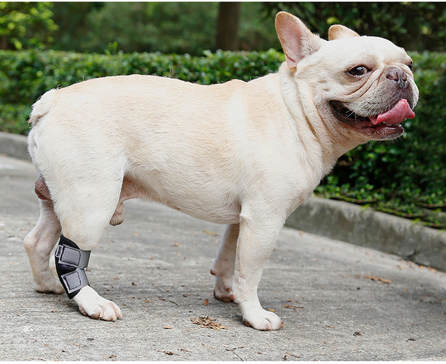 Ochronne rękawki z przodu i z tyłu dla psów z krótkimi nogami - zapobiegają urazom i zwichnięciom, chroniąc rany przed zwierzętami domowymi - Wianko - 7