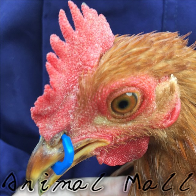 Klamra do nosidełka dla niemowląt - 100 sztuk, niebieski kolor, zapobiega cockfightingowi, zabezpiecza usta kurczaka, oczami bażanta - Wianko - 1