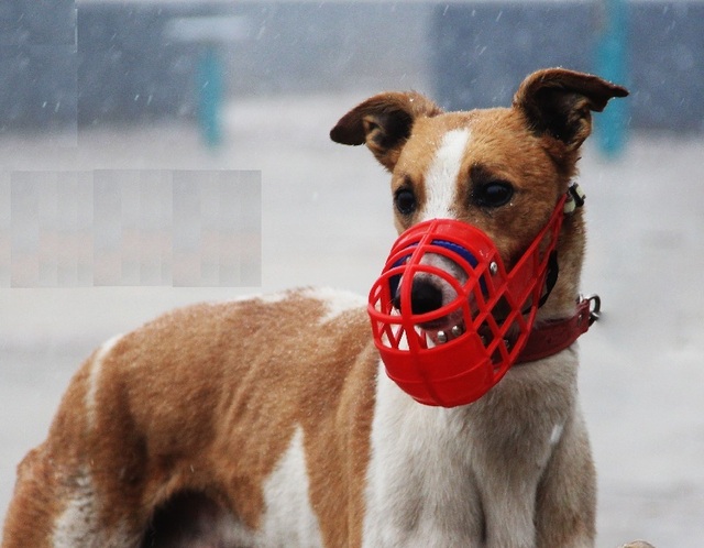 Maseczka higieniczna regulowana dla psów - kaganiec anti-bark zabezpiecza przed gryzieniem dla Greyhound, Gree Whippet - Wianko - 11