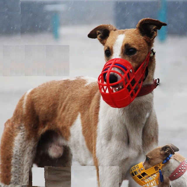 Maseczka higieniczna regulowana dla psów - kaganiec anti-bark zabezpiecza przed gryzieniem dla Greyhound, Gree Whippet - Wianko - 1