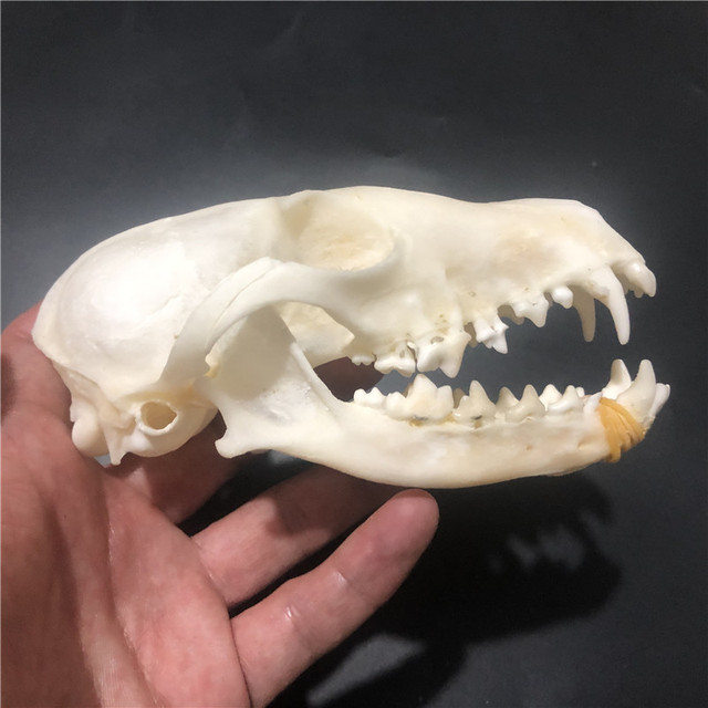 Kolekcjonerskie czaszki zwierząt – prawdziwe okazy taxidermy (1/2/3/5/10 sztuk) - Wianko - 4