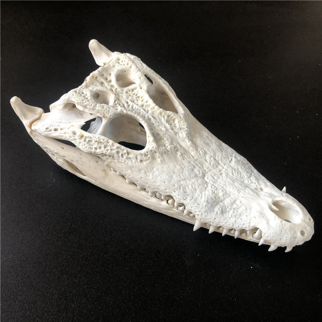 Kolekcjonerskie czaszki zwierząt – prawdziwe okazy taxidermy (1/2/3/5/10 sztuk) - Wianko - 10