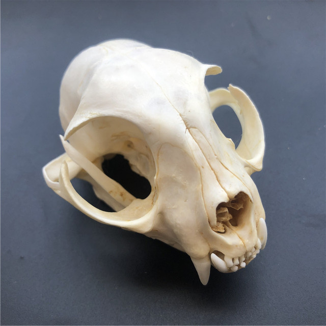 Kolekcjonerskie czaszki zwierząt – prawdziwe okazy taxidermy (1/2/3/5/10 sztuk) - Wianko - 5