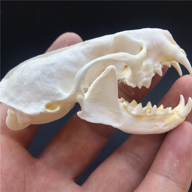 Kolekcjonerskie czaszki zwierząt – prawdziwe okazy taxidermy (1/2/3/5/10 sztuk) - Wianko - 1