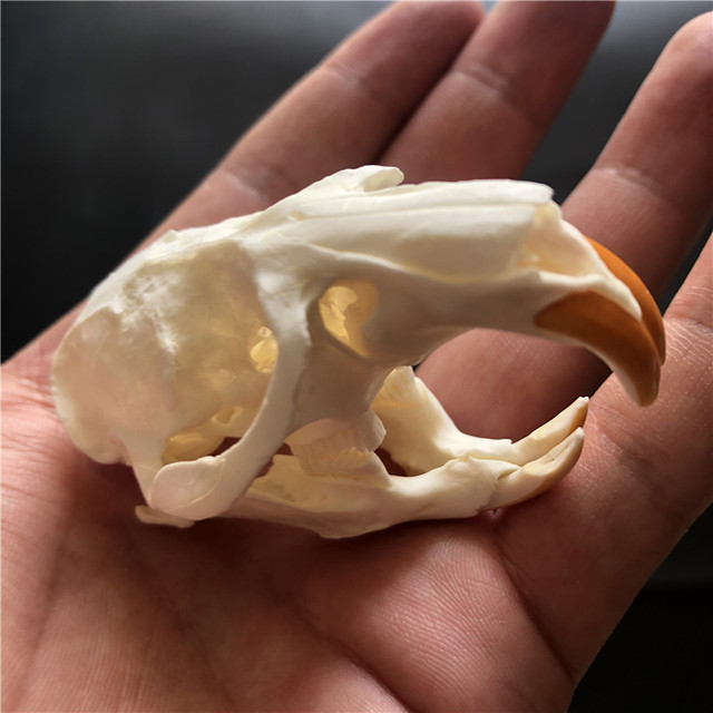 Kolekcjonerskie czaszki zwierząt – prawdziwe okazy taxidermy (1/2/3/5/10 sztuk) - Wianko - 2