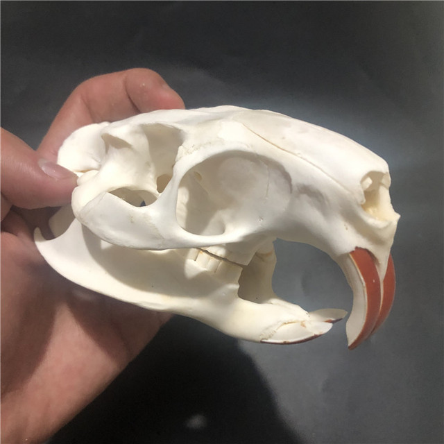 Kolekcjonerskie czaszki zwierząt – prawdziwe okazy taxidermy (1/2/3/5/10 sztuk) - Wianko - 3