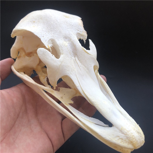 Kolekcjonerskie czaszki zwierząt – prawdziwe okazy taxidermy (1/2/3/5/10 sztuk) - Wianko - 9