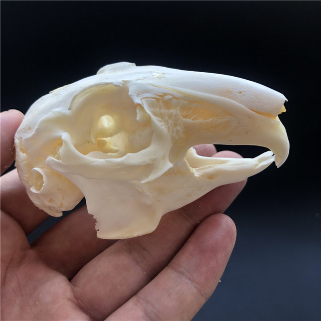 Kolekcjonerskie czaszki zwierząt – prawdziwe okazy taxidermy (1/2/3/5/10 sztuk) - Wianko - 8