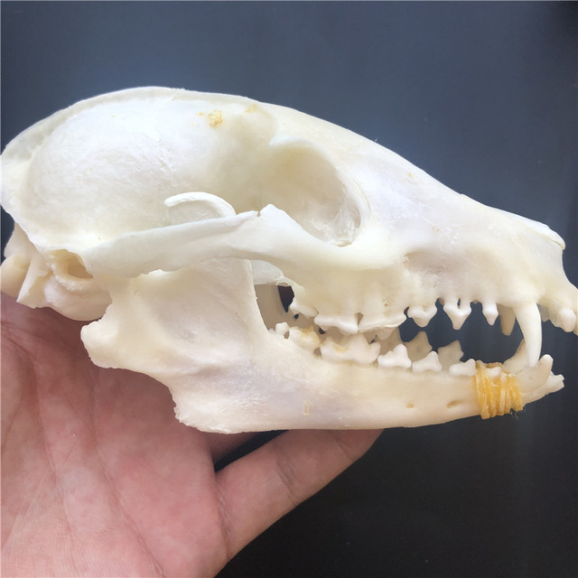 Kolekcjonerskie czaszki zwierząt – prawdziwe okazy taxidermy (1/2/3/5/10 sztuk) - Wianko - 7