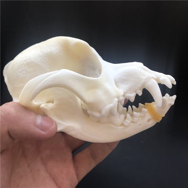 Kolekcjonerskie czaszki zwierząt – prawdziwe okazy taxidermy (1/2/3/5/10 sztuk) - Wianko - 6