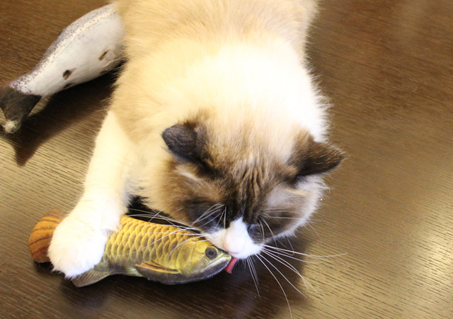 Realistyczna zabawka w kształcie ryby dla kota z kocimiętką - Wianko - 4