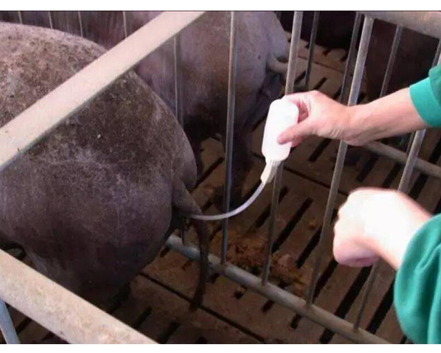 Rura do inseminacji zwierząt gospodarskich - jednorazowa, sztuczna inseminacja świń, tuba owcy, rasa weterynaryjna - Wianko - 1