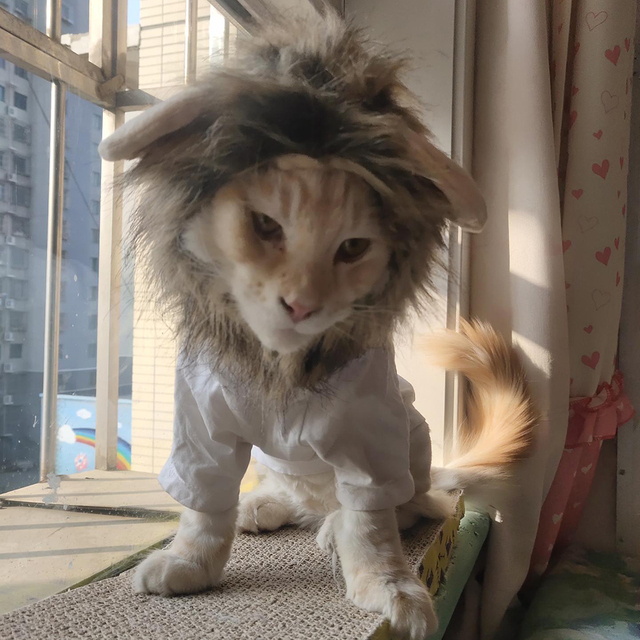 Peruka kota z lwia grzywą dla małych psów - kostium zwierzęcy na Halloween - Wianko - 18