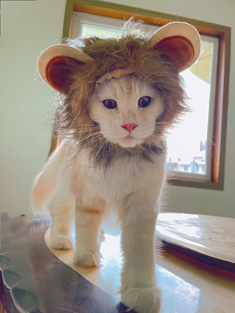 Peruka kota z lwia grzywą dla małych psów - kostium zwierzęcy na Halloween - Wianko - 17