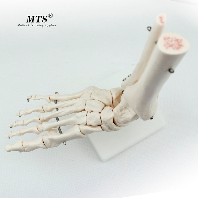 Model stawu skokowego kości ramiennej - wysokiej jakości szkielet kości zalecany przez lekarzy - Wianko - 1