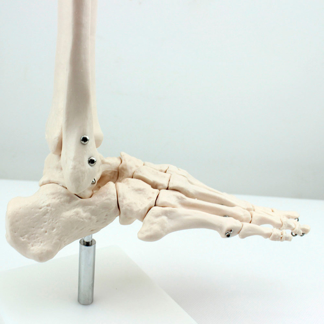 Model stawu skokowego kości ramiennej - wysokiej jakości szkielet kości zalecany przez lekarzy - Wianko - 4