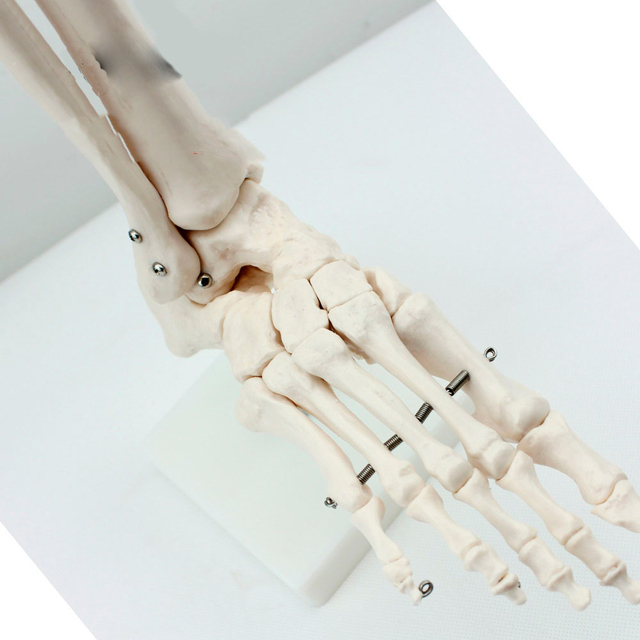 Model stawu skokowego kości ramiennej - wysokiej jakości szkielet kości zalecany przez lekarzy - Wianko - 2