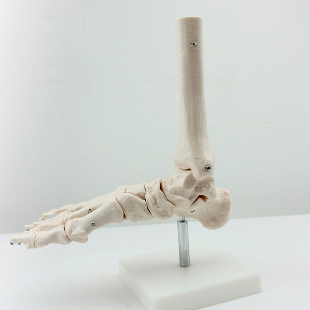 Model stawu skokowego kości ramiennej - wysokiej jakości szkielet kości zalecany przez lekarzy - Wianko - 3