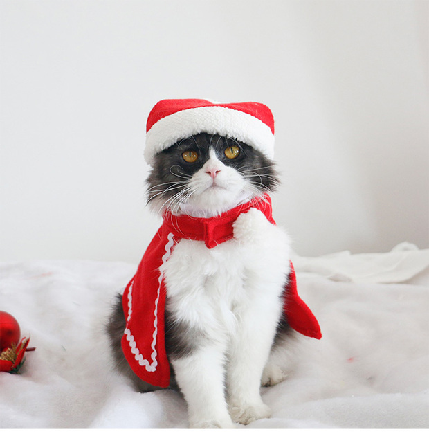 Kostium Cosplay dla kotów na boże narodzenie i Holloween – zabawny i kreatywny strój, idealny do fotografii - Wianko - 8