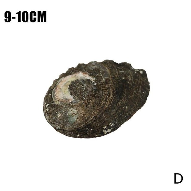 Masa perłowa powłoki życia morskie z naturalnymi muszlami o długości 9-13cm - dekoracyjne ślimaki morskie do Diy akwarium - Wianko - 21