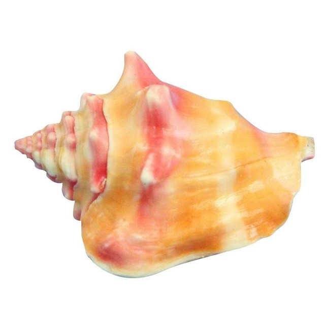 Masa perłowa powłoki życia morskie z naturalnymi muszlami o długości 9-13cm - dekoracyjne ślimaki morskie do Diy akwarium - Wianko - 27