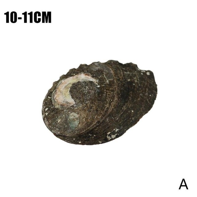 Masa perłowa powłoki życia morskie z naturalnymi muszlami o długości 9-13cm - dekoracyjne ślimaki morskie do Diy akwarium - Wianko - 18