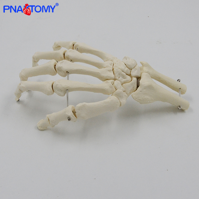 Kościotrup Model Anatomiczny Dłoni Dorosłej 1:1 dla Nauk Medycznych - Wianko - 5