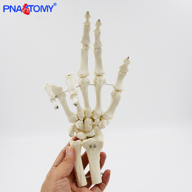 Kościotrup Model Anatomiczny Dłoni Dorosłej 1:1 dla Nauk Medycznych - Wianko - 3