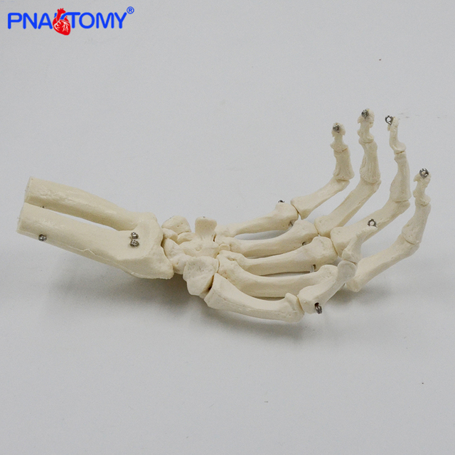 Kościotrup Model Anatomiczny Dłoni Dorosłej 1:1 dla Nauk Medycznych - Wianko - 2