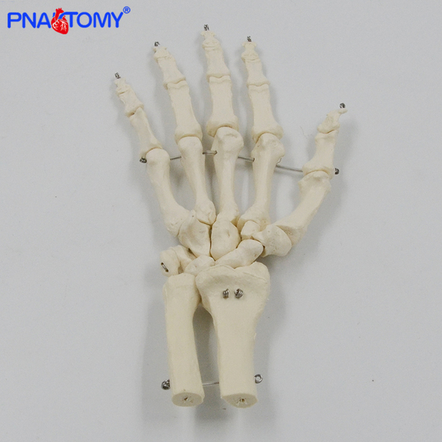 Kościotrup Model Anatomiczny Dłoni Dorosłej 1:1 dla Nauk Medycznych - Wianko - 1