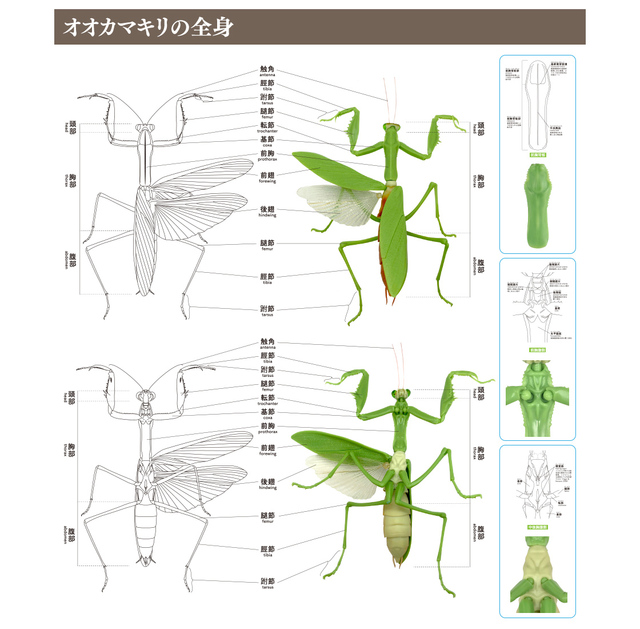Figurka akcji Bandai Gashapon Mantis Gacha ruchome stawy owad Anime Model - Wianko - 23