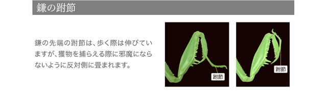 Figurka akcji Bandai Gashapon Mantis Gacha ruchome stawy owad Anime Model - Wianko - 12
