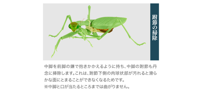 Figurka akcji Bandai Gashapon Mantis Gacha ruchome stawy owad Anime Model - Wianko - 14