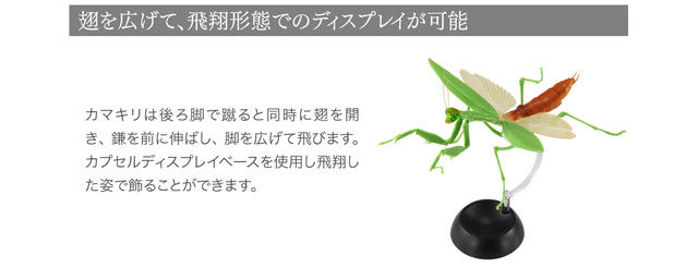 Figurka akcji Bandai Gashapon Mantis Gacha ruchome stawy owad Anime Model - Wianko - 22