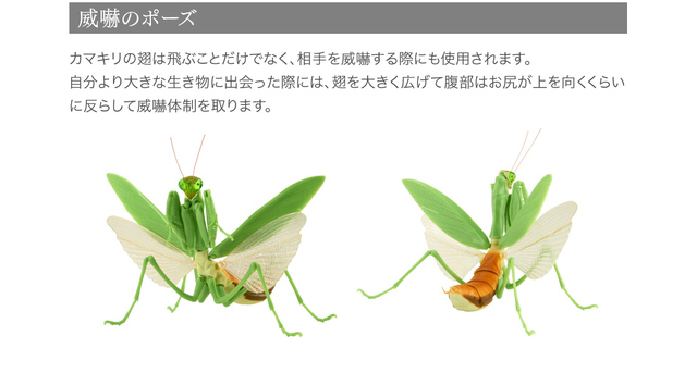 Figurka akcji Bandai Gashapon Mantis Gacha ruchome stawy owad Anime Model - Wianko - 20